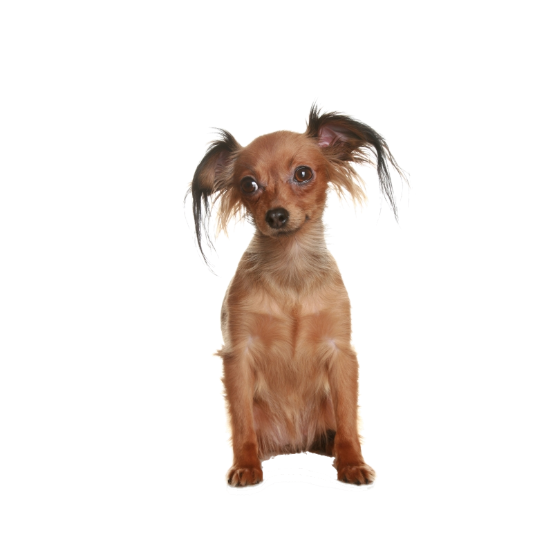 Malé plemená