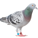Pštros, Emu, Holub