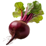 Cvikla
