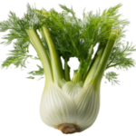 Fenikel