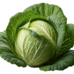 Kapusta