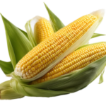 Kukurica