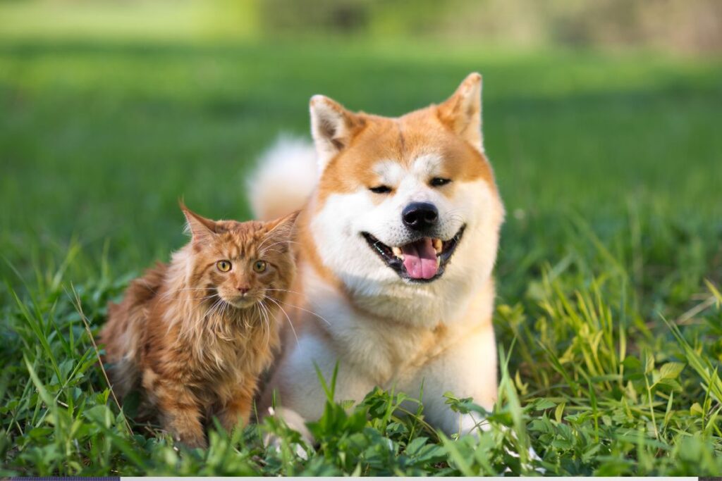 Antiparazitiká pre mačky a psy