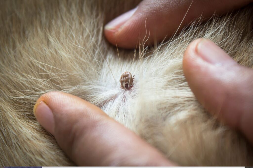 antiparazitika pre psov