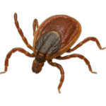 Kliešte