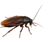 Šváby