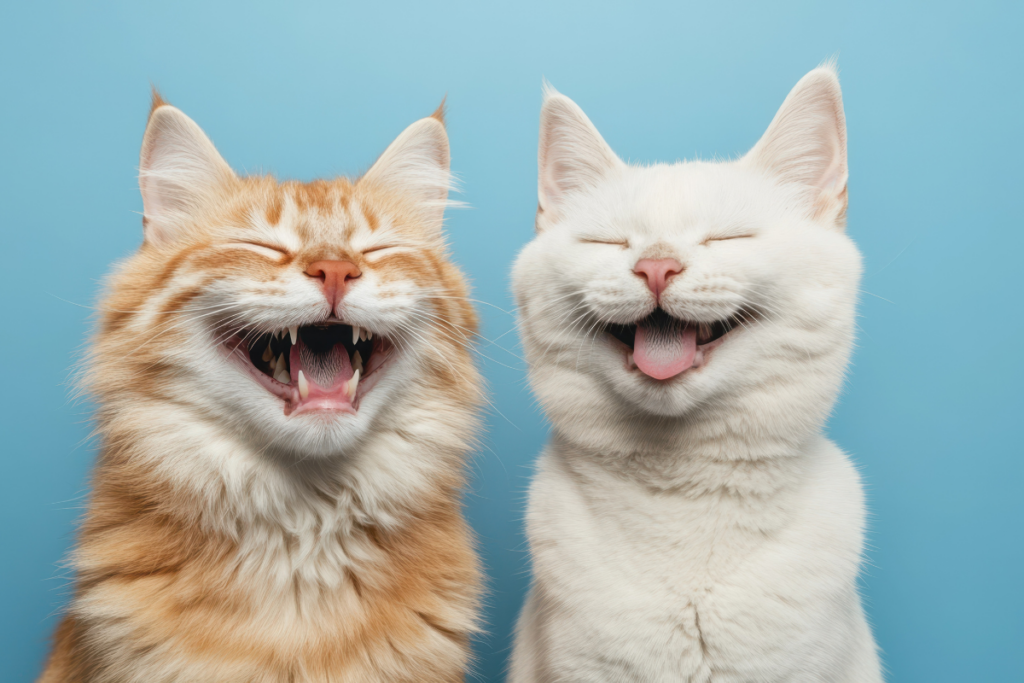 Vitamíny pre mačky